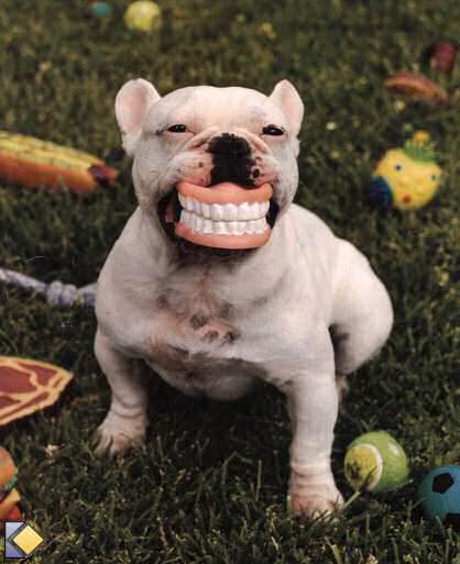 chien