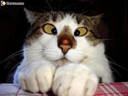 coxichat