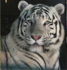 tigre
