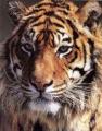 tigre